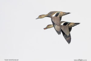 Lightroom HSL panel for High Key bird images