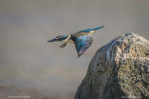 Sacred Kingfisher