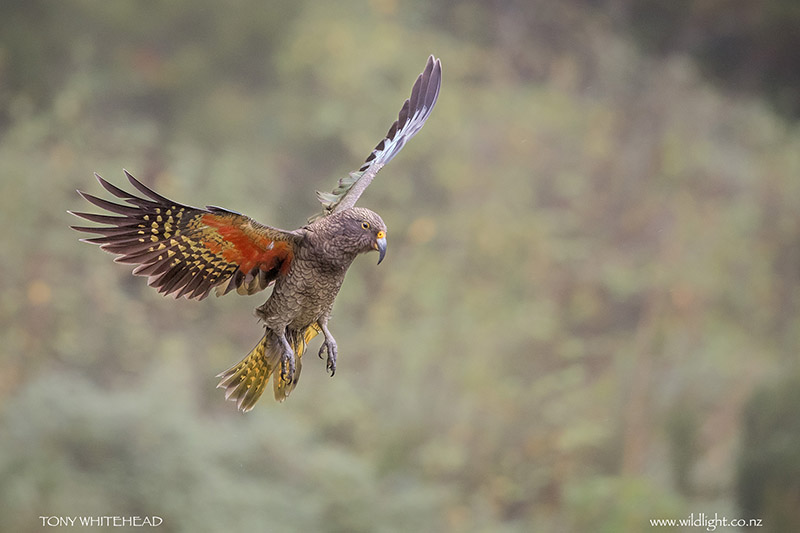 Kea