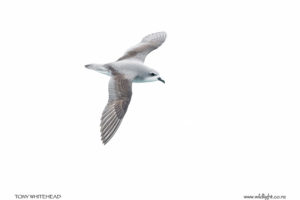 Cook’s Petrel