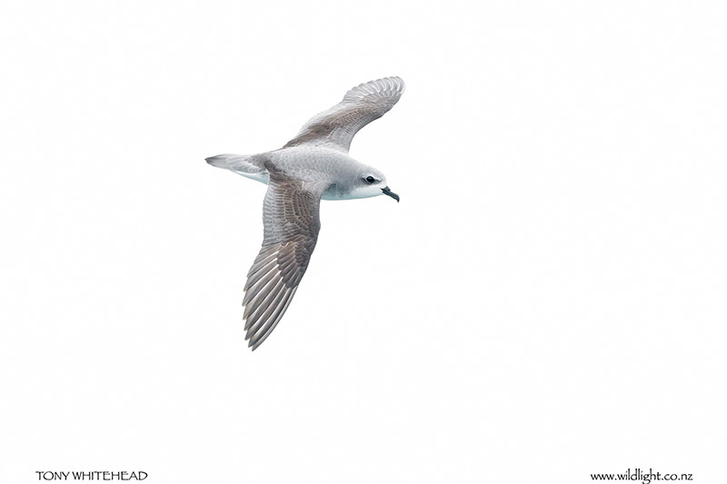 Cook’s Petrel