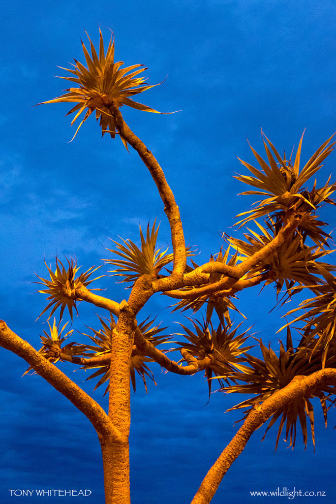 Pandanus 