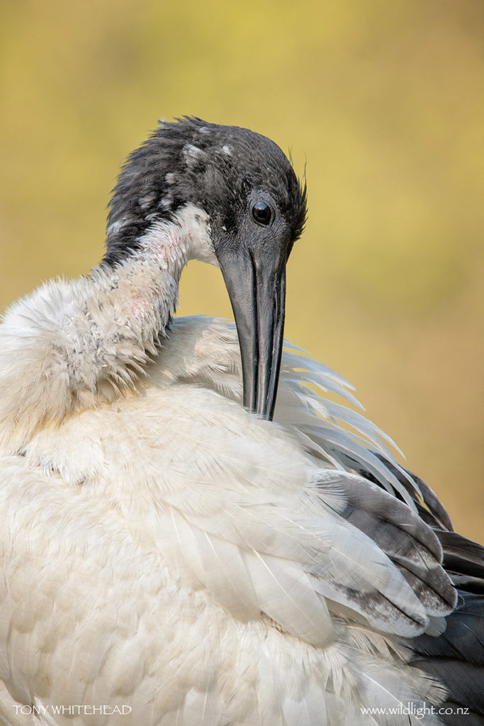 Preening Australian White Ibis