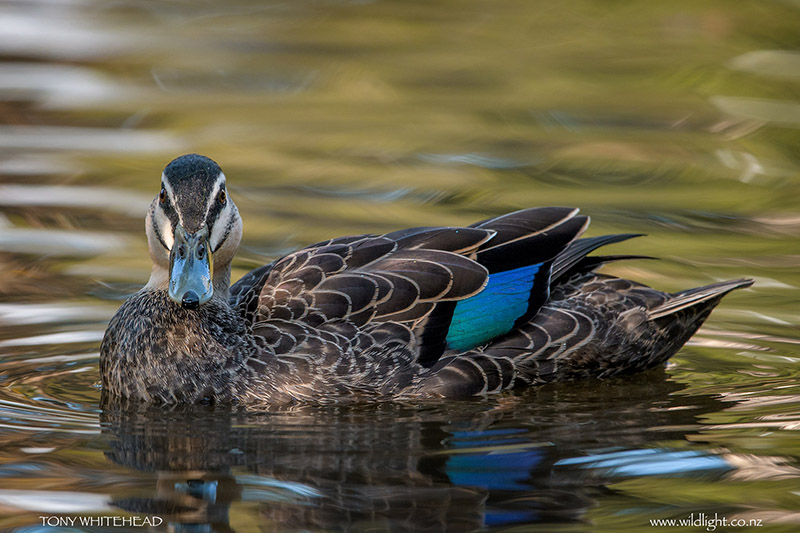 How reliable is speculum colour for duck identification?