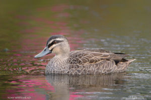 Grey Duck