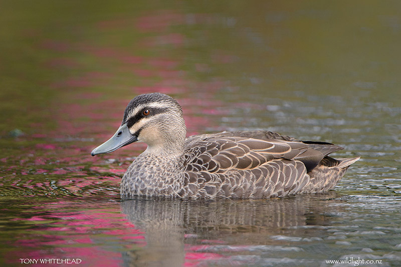 Grey Duck