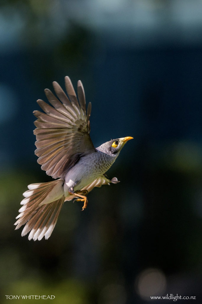 Noisy Miner