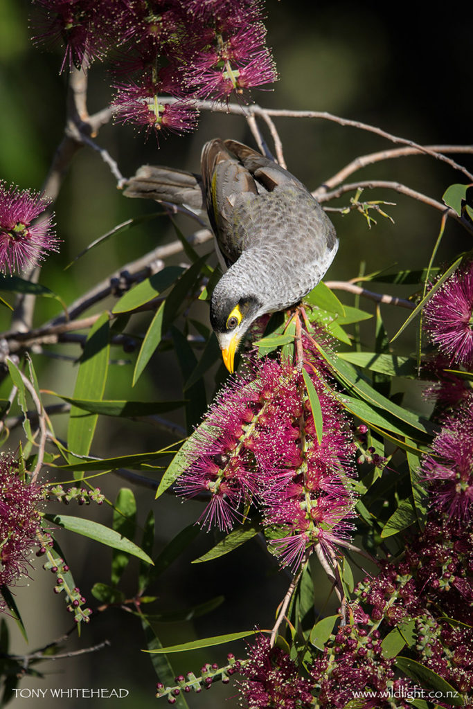 Noisy Miner feeding on a bottlebrush