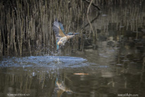 Bathing Kingfisher
