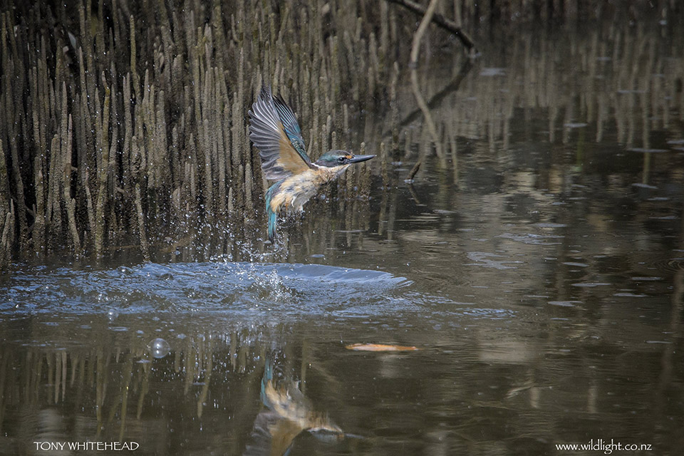 Bathing Kingfisher