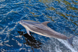 Doubtful Sound Bottlenose Dolphins