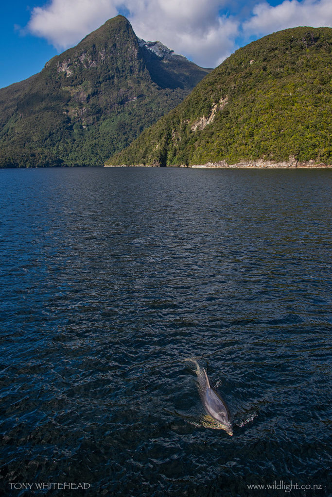 A Doubtful Sound Bottlenose Dolphin with a backdrop of Fiordland mountains.