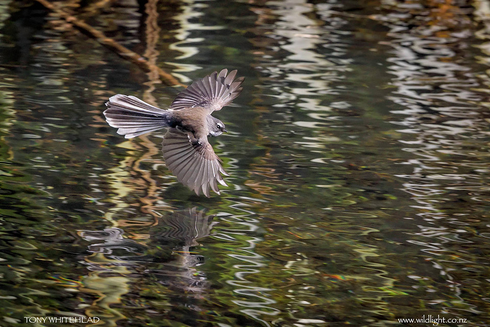 Fantail swooping low over the surface of Mirror Lakes.
