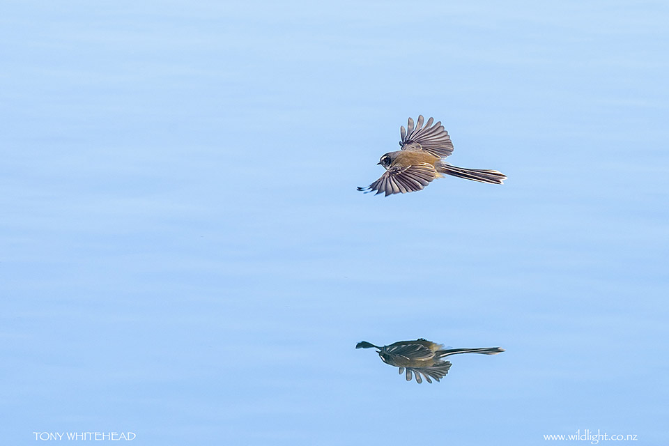 Fantail hawking insects over Mirror Lakes.
