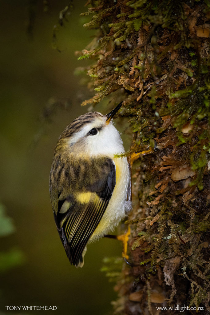 Female Rifleman gleaning in the moss on a tree trunk.