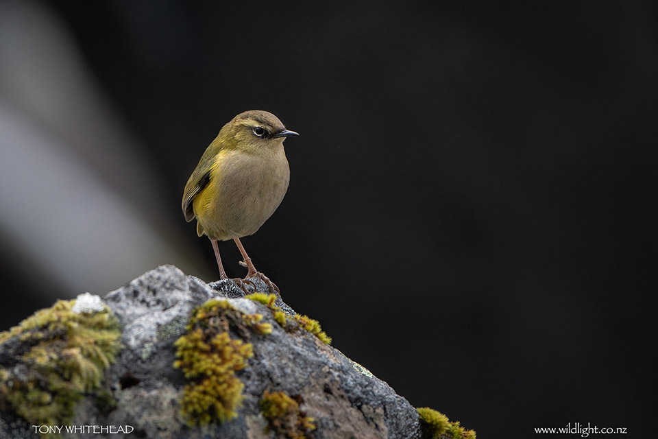 Rock Wren