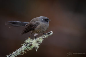 Black Fantail