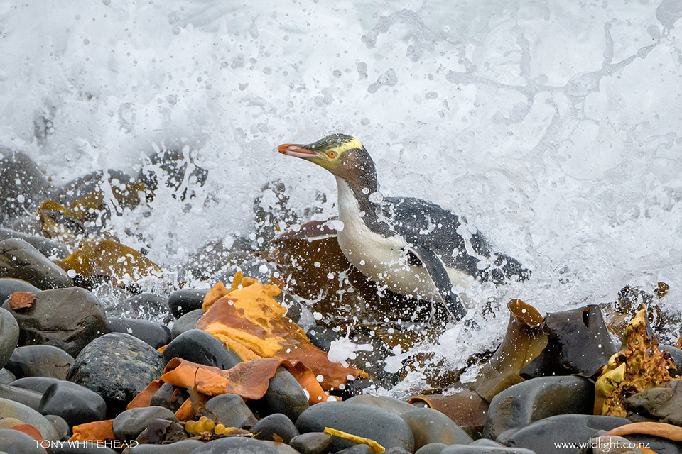 Yellow-eyed Penguins of Roaring Bay