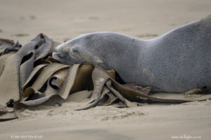 New Zealand Sea Lions at Surat Bay