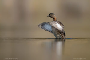 New Zealand Dabchick