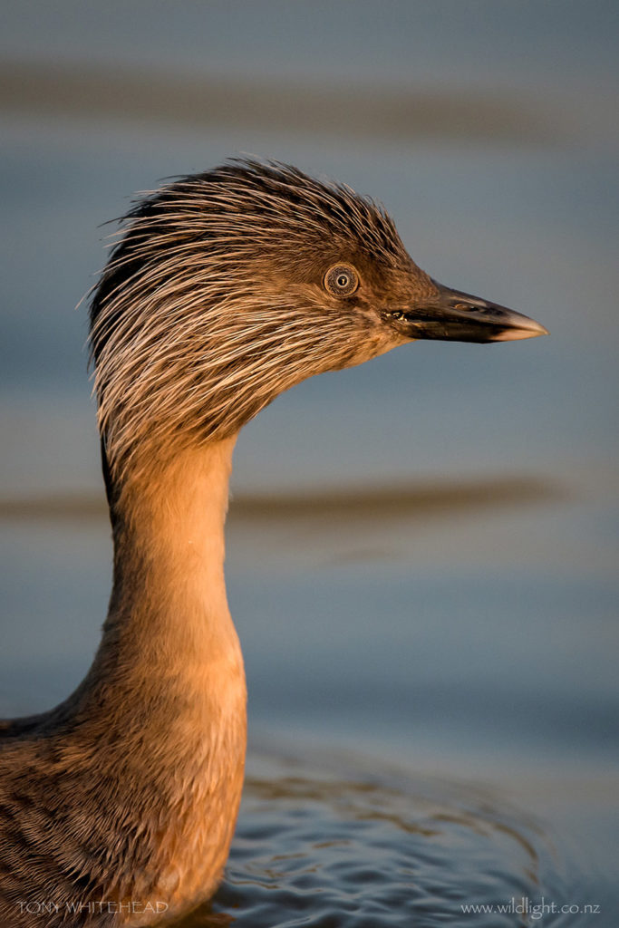 Hoary-headed Grebe portrait