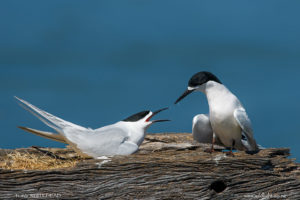 Tauranga White-fronted Terns