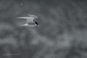 Black-fronted Terns