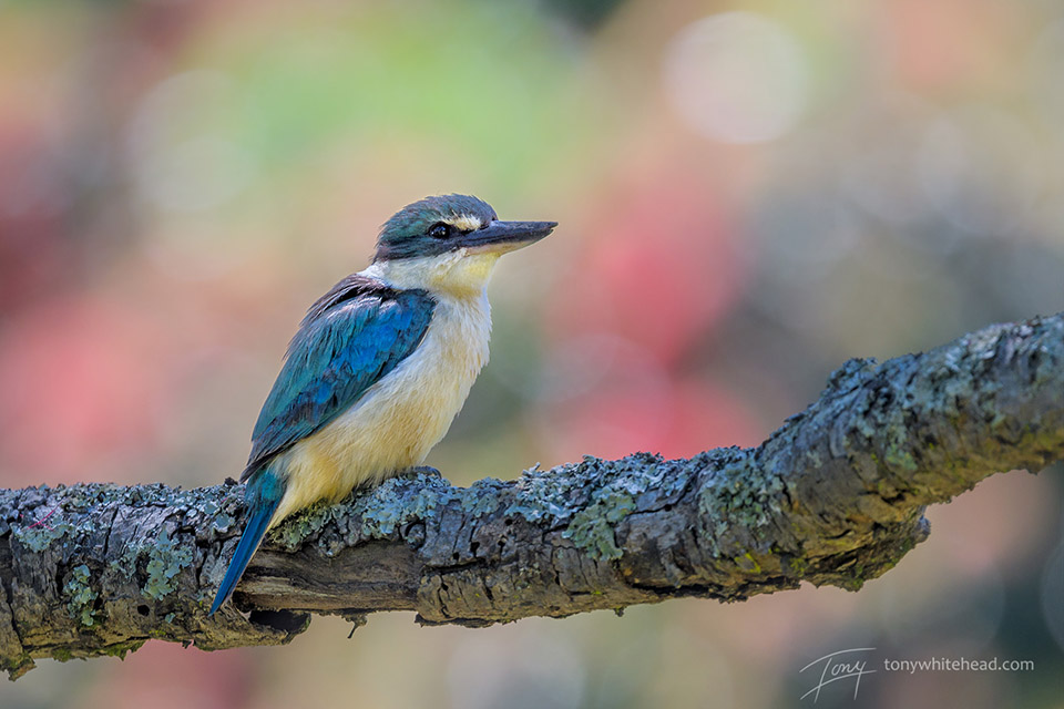 Nikon 500mm f5.6PF an Evolution in Bird Photography Gear.