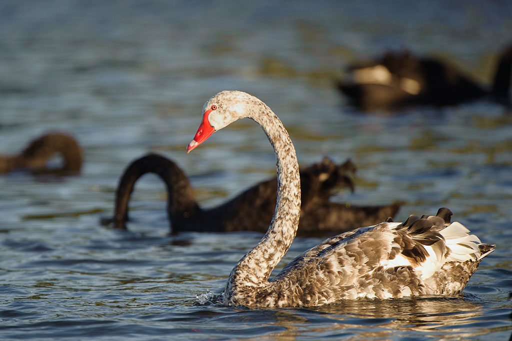 Leucistic Black Swan