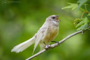 Leucistic Birds