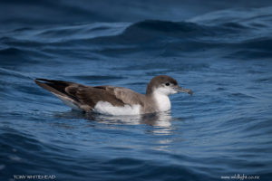 Buller’s Shearwater