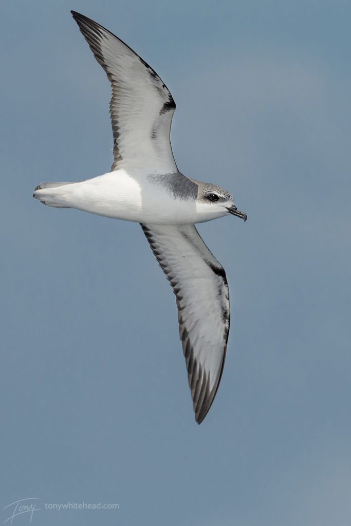 Cooks’s Petrel. These stunningly beautiful birds were very abundant on this trip.