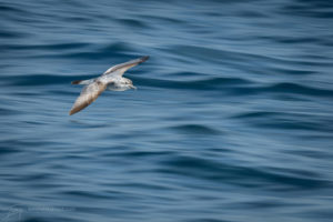 Hauraki Gulf Seabirds