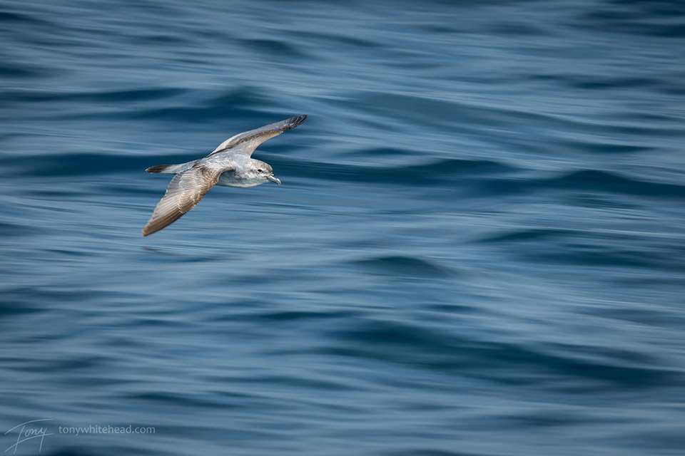 Hauraki Gulf Seabirds