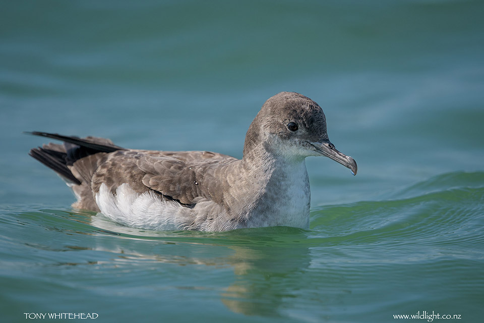 Fluttering Shearwater