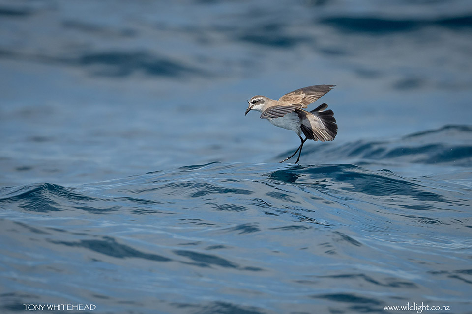 White-faced Storm Petrel