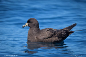 Black Petrel