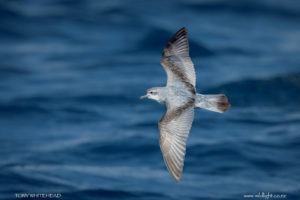 Tītī wainui – Fairy Prion