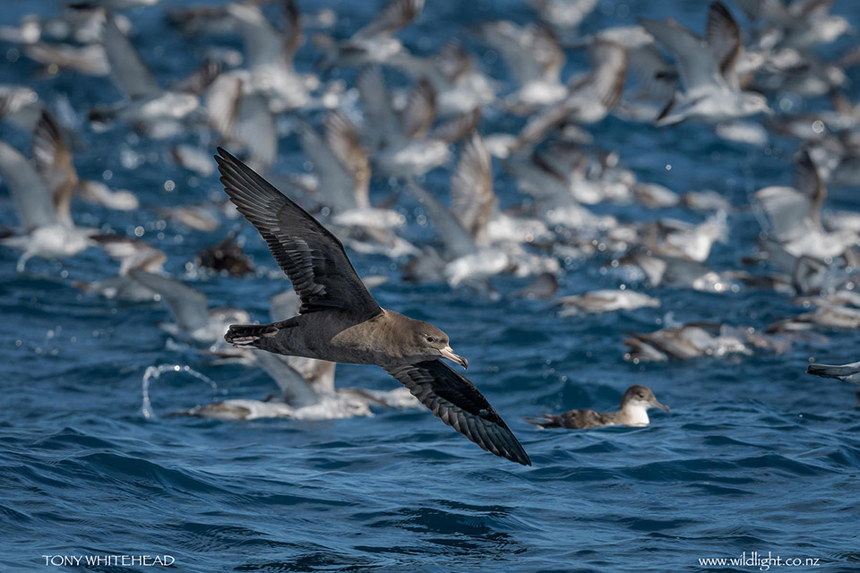 Hauraki Gulf Seabirds Master Post