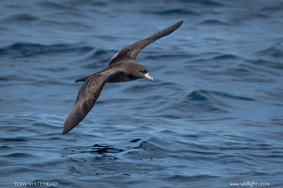 Flesh-footed Shearwater