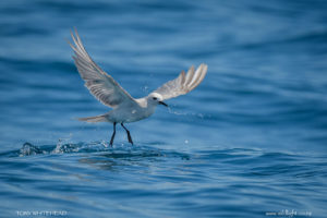 Grey Noddy