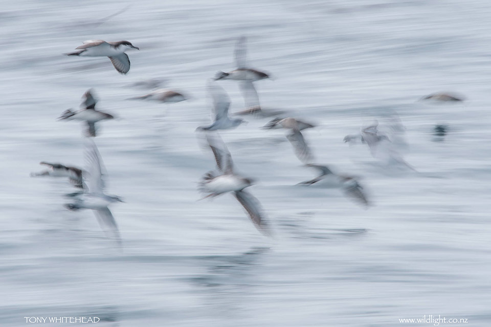 Seabirds of the Hauraki Gulf reference resources