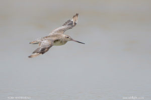 Waipu – Bar-tailed Godwits