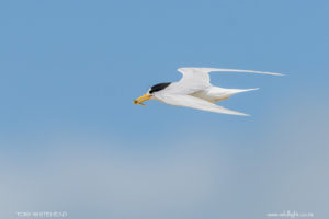 Fairy Tern / Tara iti