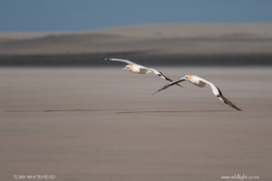 Farewell Spit Gannets