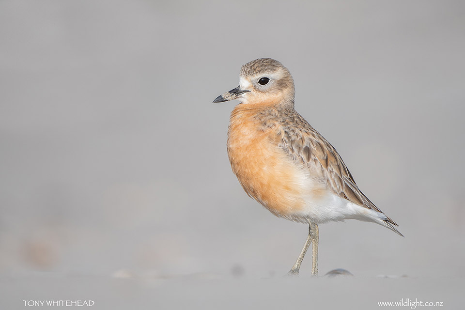 Waipu – New Zealand Dotterel