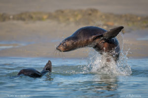 Seal pups of Wharariki Beach