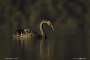 Bird Photography Tips – Low Shooting Angle