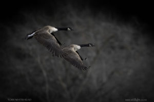 Okareka Canada Geese