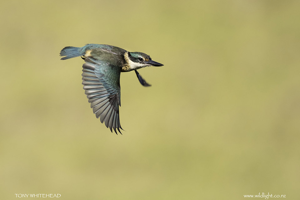 Tawharanui Kingfisher